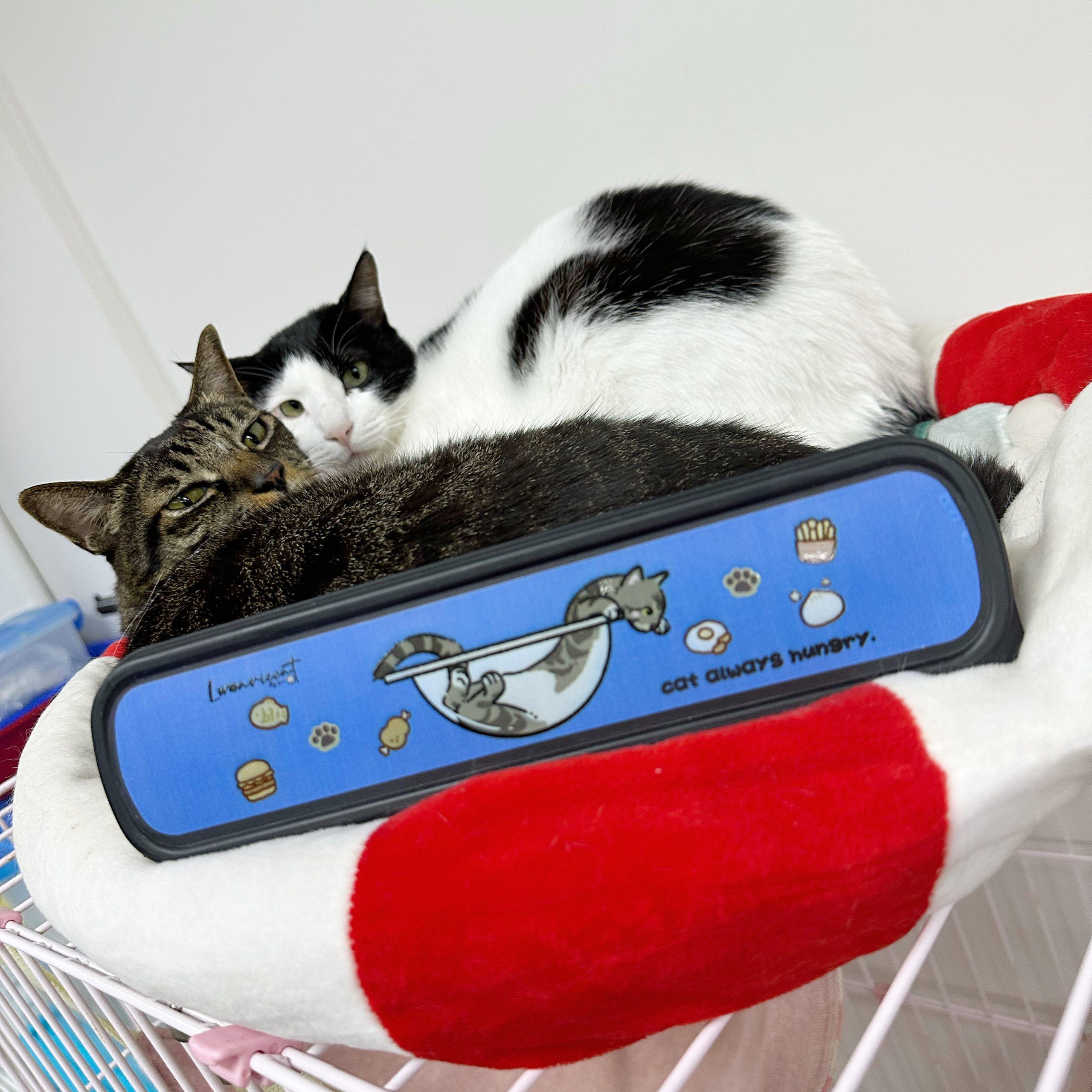 8C14B7F9-69B4-477E-86B4-76760914CF5E