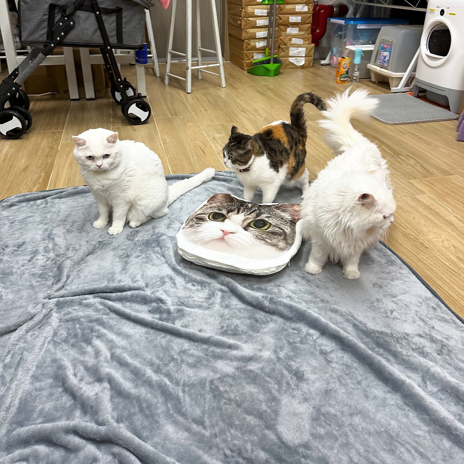 434B83E0-230A-4108-B555-F79E61C3F607